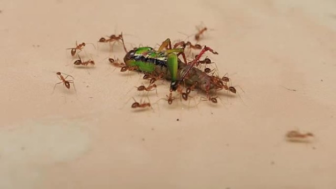 Group of ants carrying a dead grasshopper for eati