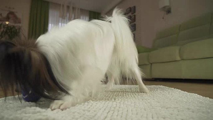 狗Papillon在客厅的地毯上玩球素材视频
