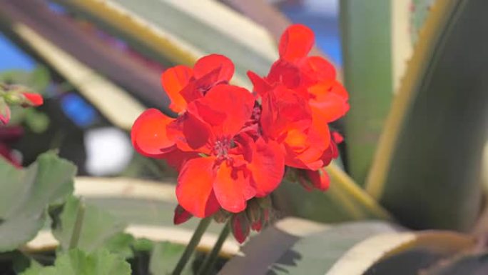 城市花坛上的红色小花在风中摇摆。花坛中的花朵概念