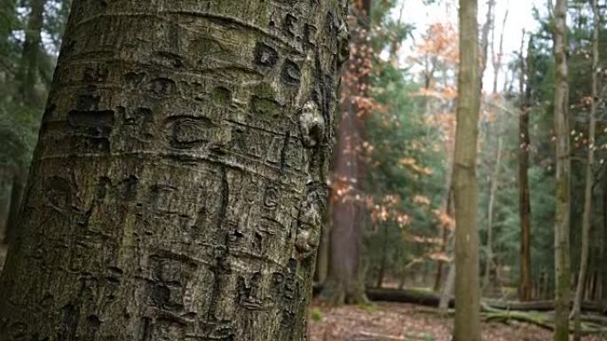 相机将树皮上刻在树干上的名字雕刻