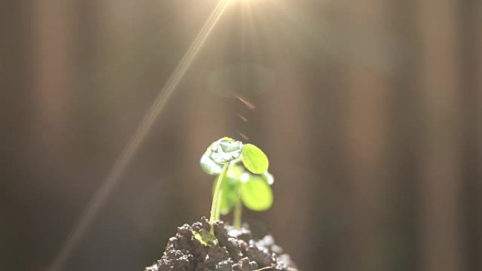 早晨的阳光与植物