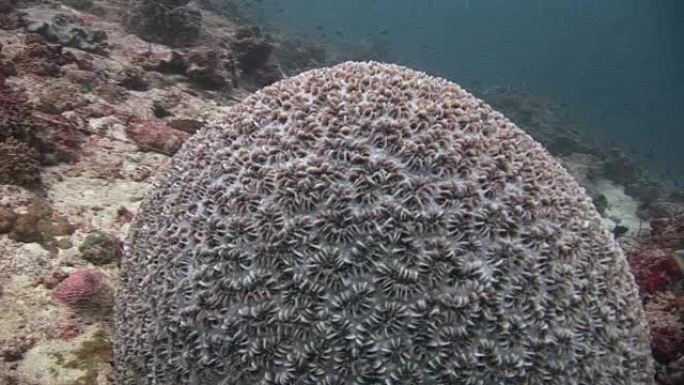 马尔代夫海水下的球形珊瑚。
