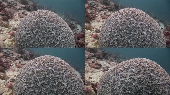马尔代夫海水下的球形珊瑚。