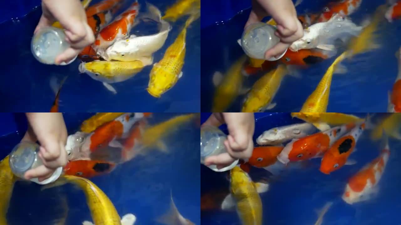 人类用手喂养鲤鱼的食物