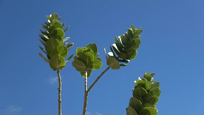 树烟草，Mimo烟草，Morobakbak，野生烟草，Nicotiana glauca，Fuerte
