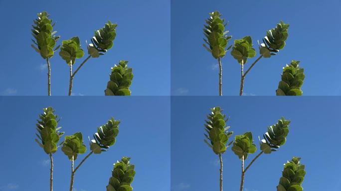 树烟草，Mimo烟草，Morobakbak，野生烟草，Nicotiana glauca，Fuerte