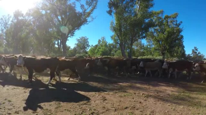 牛群牧草喂养肉牛，搬进院子