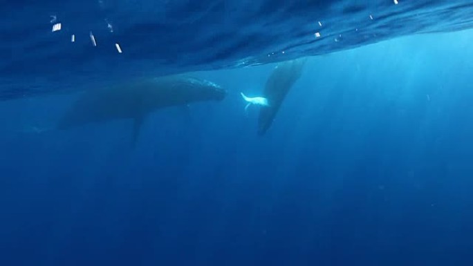 座头鲸母鲸和小牛犊在太平洋的阳光下。