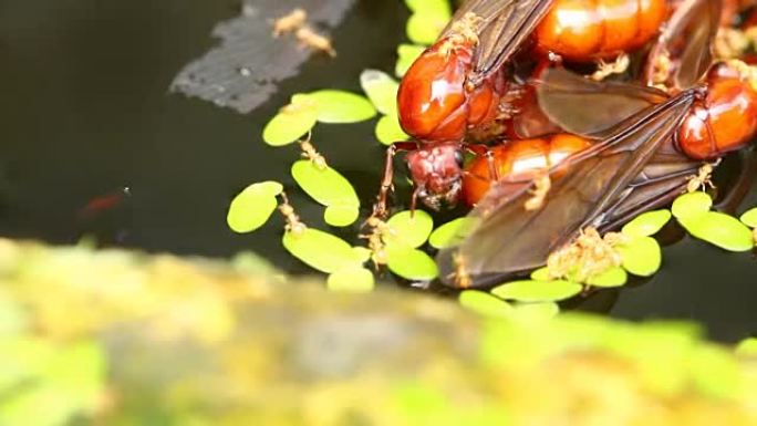 泰国清迈池塘里的地下蚂蚁