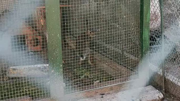 野兔在植物园的笼子里奔跑