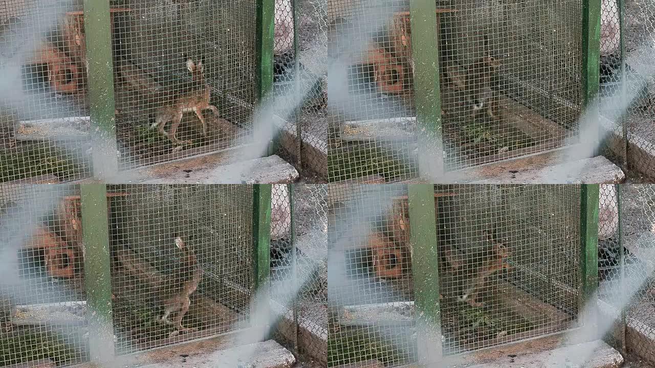 野兔在植物园的笼子里奔跑