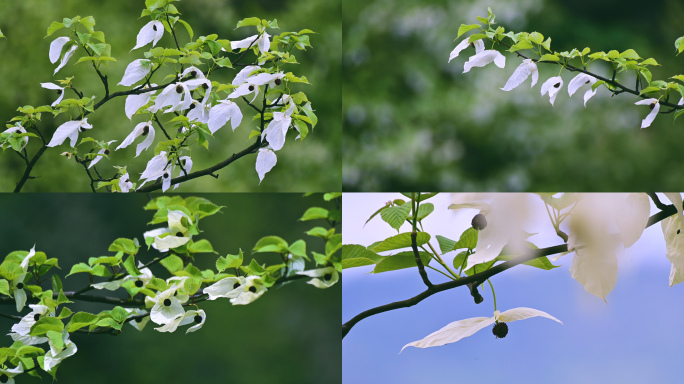 国家保护植物珙桐树生长开花唯美鸽子花飞舞