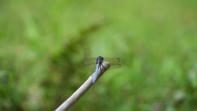 蜻蜓枯枝