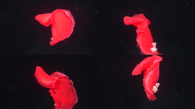 红海背景海洋景观中的西班牙舞者nudibranchs水下。