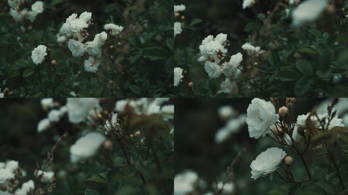 花园灌木丛上的嫩白花朵，运动特写