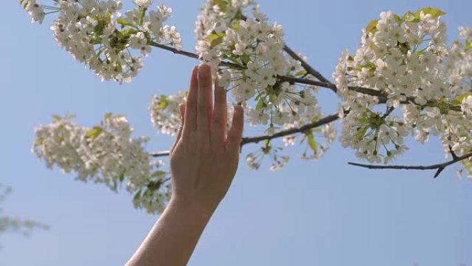 女人的手温柔地抚摸着苹果树盛开的白花