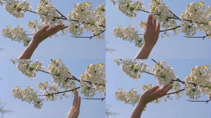 女人的手温柔地抚摸着苹果树盛开的白花