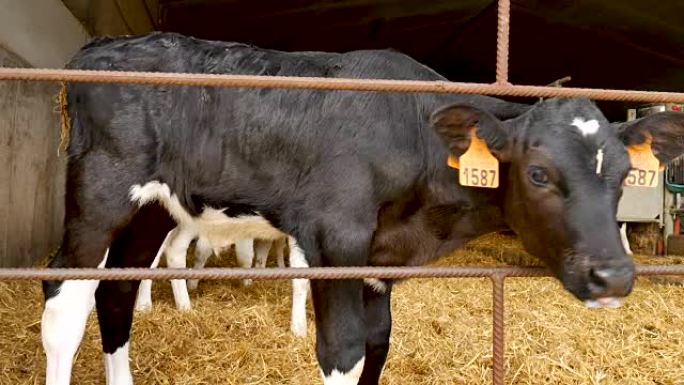 在农场喝牛奶后的小牛肖像。农民谷仓里的年轻黑白荷斯坦奶牛。