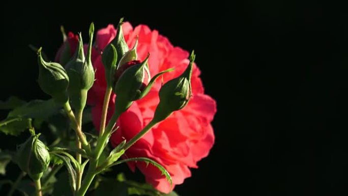 Red rose in the garden. Red roses in the park