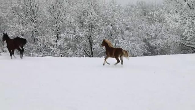 在寒冷的冬天，小马驹在白雪皑皑的草地上奔跑