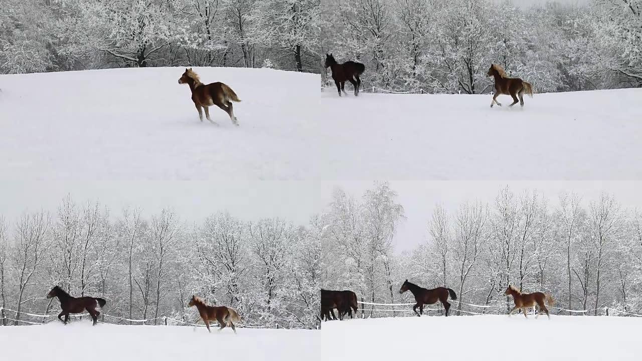 在寒冷的冬天，小马驹在白雪皑皑的草地上奔跑