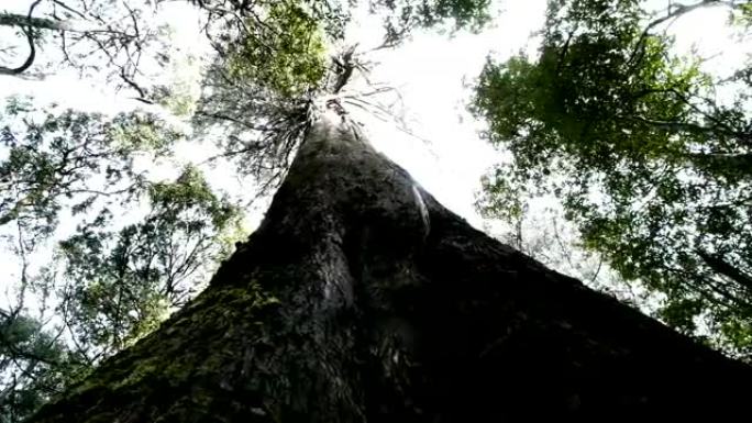 巨大的桉树