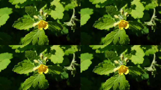 大蛇舌草。春天，大白屈菜的蓬松黄花在模糊的背景上。视频镜头高清静态摄像机