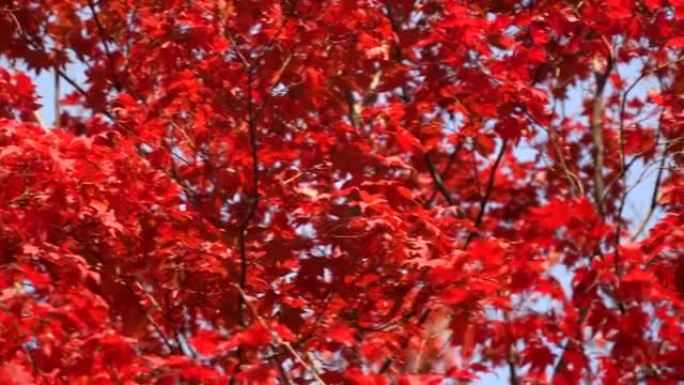 平移: 蓝天上生动的红色枫叶