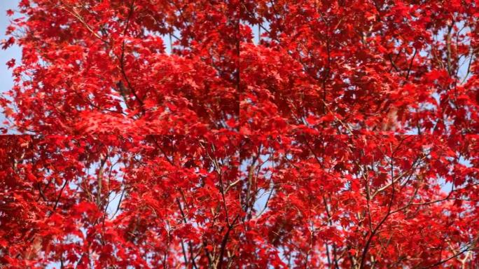 平移: 蓝天上生动的红色枫叶