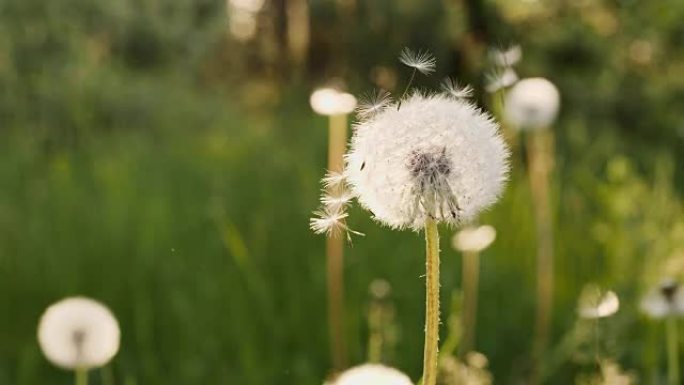 蒲公英种子在自然背景上飞落