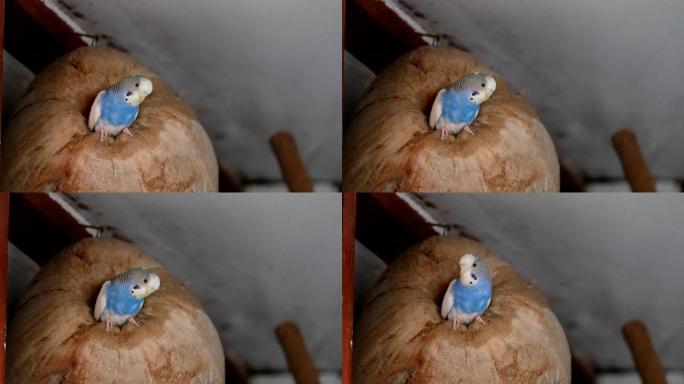 小蓝色鹦鹉鹦鹉在笼子里抱着干椰子