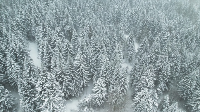 中国黑龙江雪乡林海雪原风景航拍