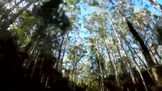 驾车穿越桉树的半雨林