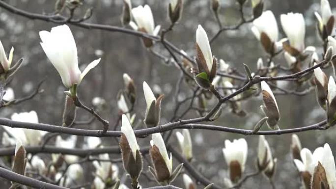 白色木兰美丽开花