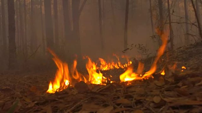 火焰沿着森林地面向摄像机移动的地面视图