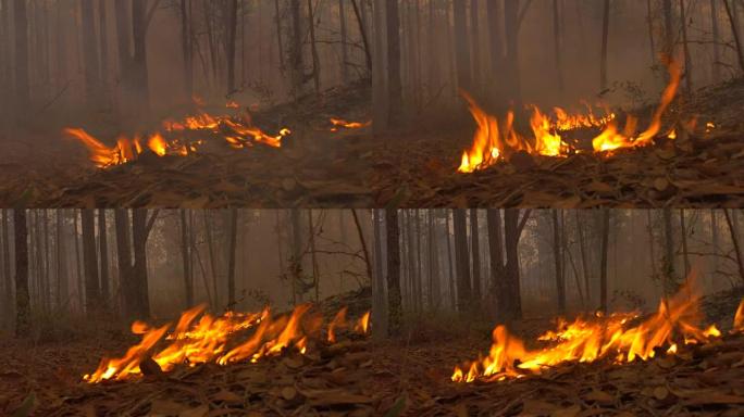 火焰沿着森林地面向摄像机移动的地面视图