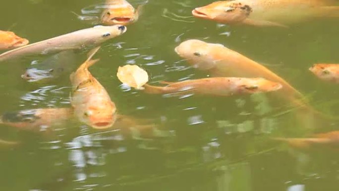 池塘里的金色尼罗罗非鱼