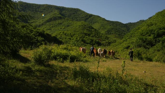 山里面放牛