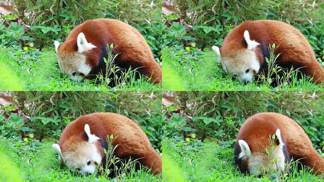 小熊猫吃草