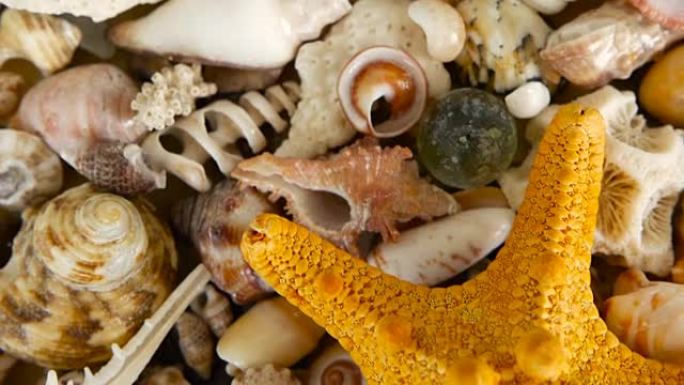 不同的混合彩色贝壳作为背景。各种珊瑚、海洋软体动物和扇贝。