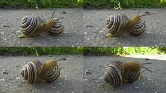 两只蜗牛在石头背景上爬行。耳蜗互相爬行。特写视图