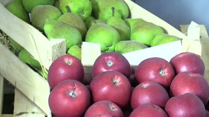 Gala苹果品种和Pyrus communis Lucas pear，一种非常美味的冬季品种，最初来