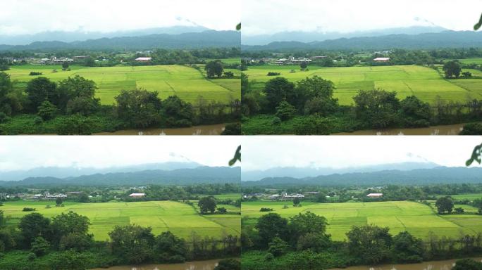 老挝万维的水稻区