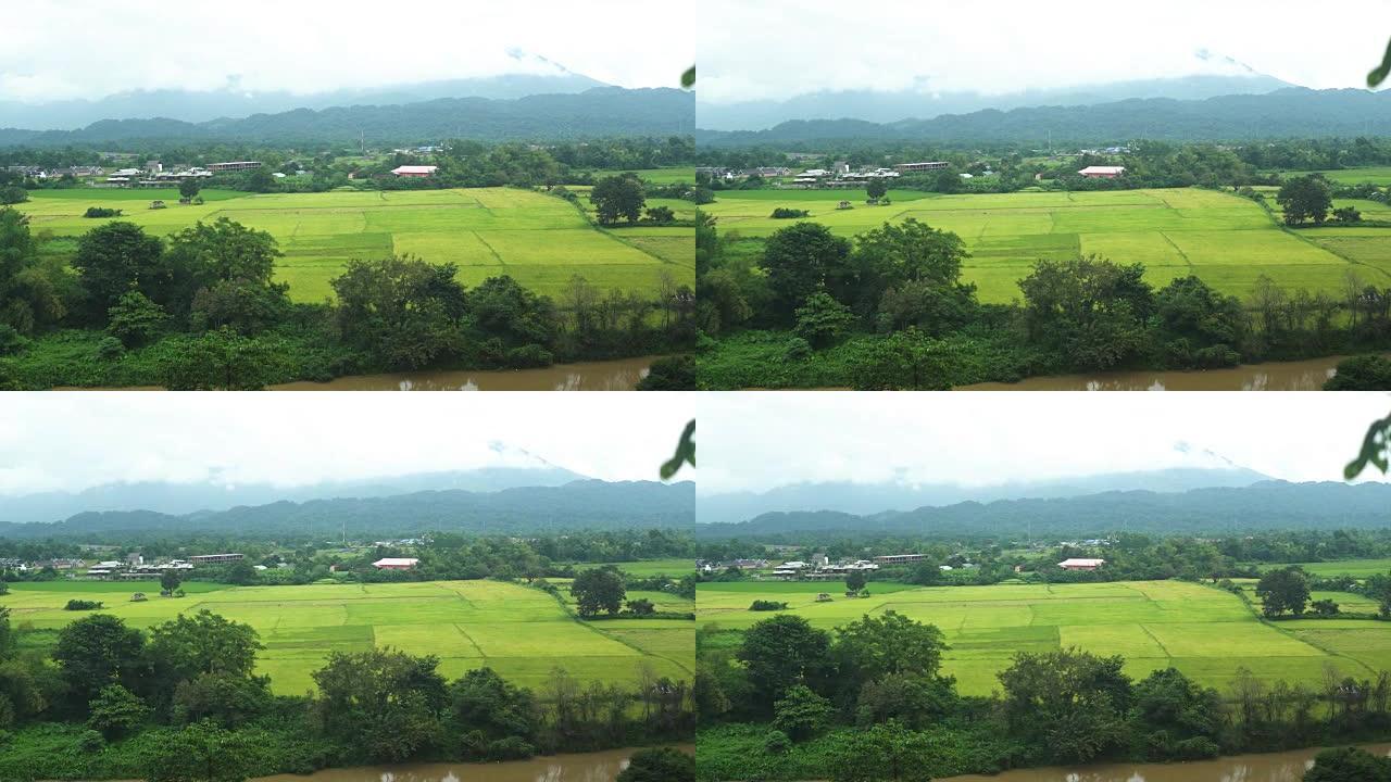 老挝万维的水稻区