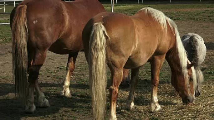 Group of horses eating hay in an arid field on sun