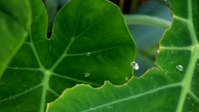 绿叶上的雨滴