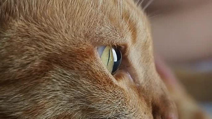 专注于猫眼，看着窗外