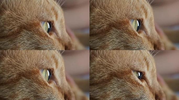 专注于猫眼，看着窗外