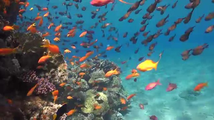 红海中的珊瑚礁大海世界清澈海水生物多样性