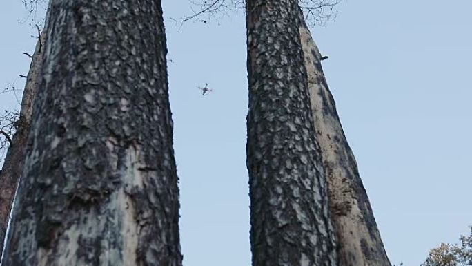 四轴飞行器在树林里飞行